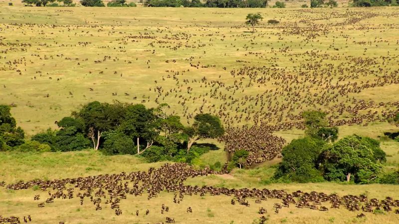 These vast herds attract predators