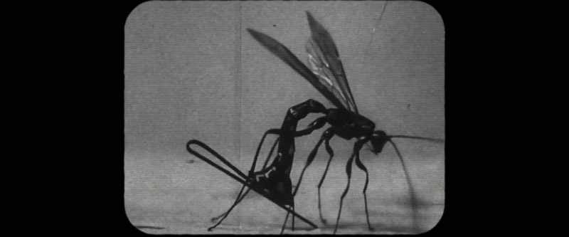 These wasps have to basically find a way