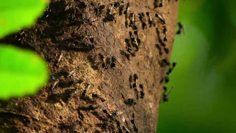 These wasps mean one thing to him