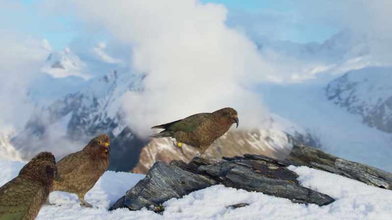These younger keas shadow the older, more experienced adults