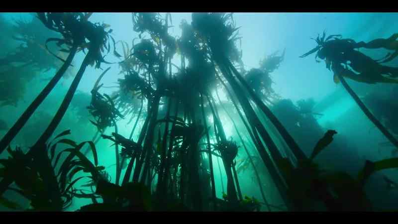 They absorb the waves' energy, taming this wild ocean