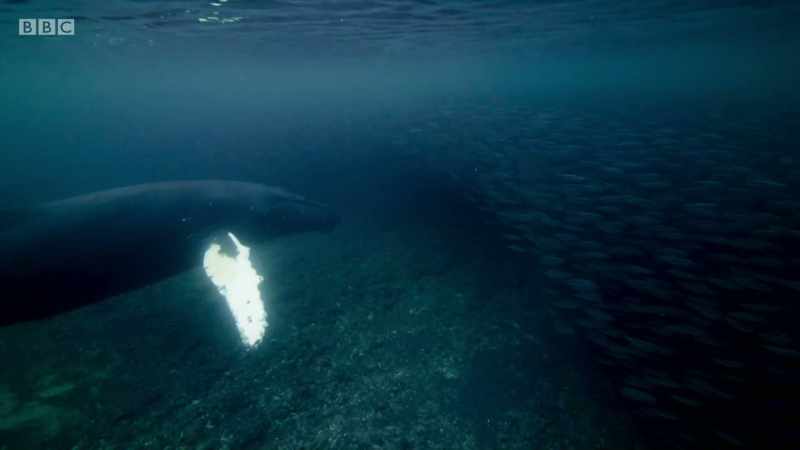 They approach the shoal from beneath