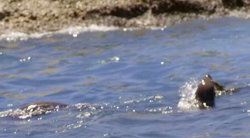 They are able to be either an ambush predator or an active searcher