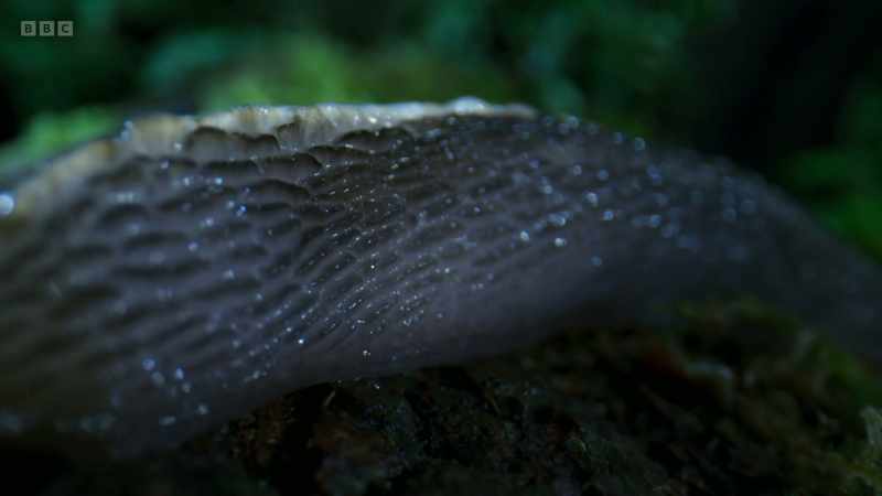They are almost exclusively found in ancient, wet woods