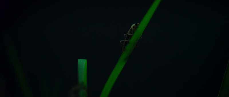 They are among the only land animals