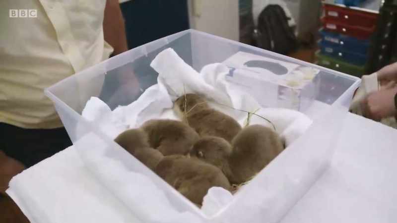 They are cute, aren't they?