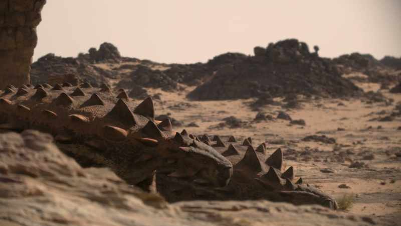 They are desert-living ankylosaurs