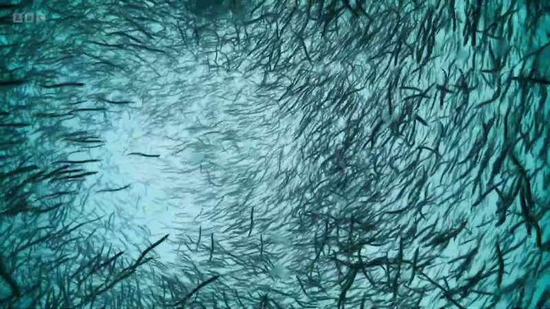 They are essential prey for a wide range of top predators
