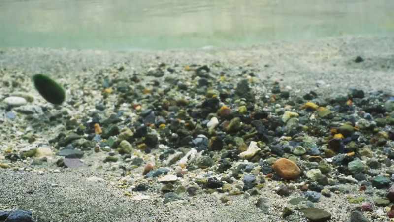 They are gently carried back and forth by the currents