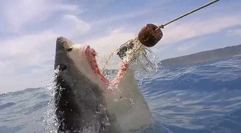 They are highly serrated and they are basically the teeth