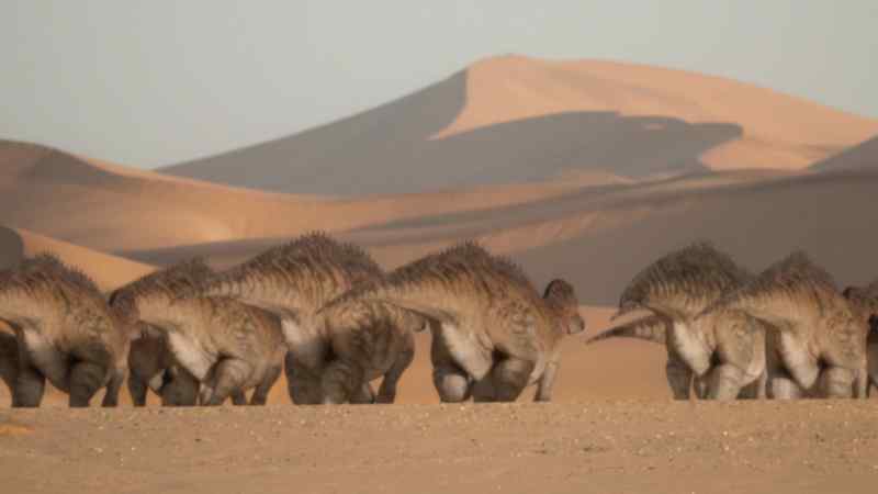 They are long-distance specialists