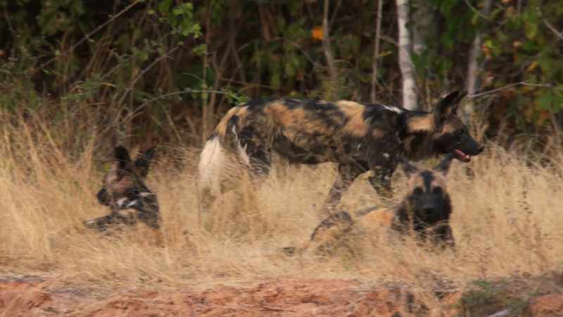 They are notoriously aggressive, and a danger to the pups