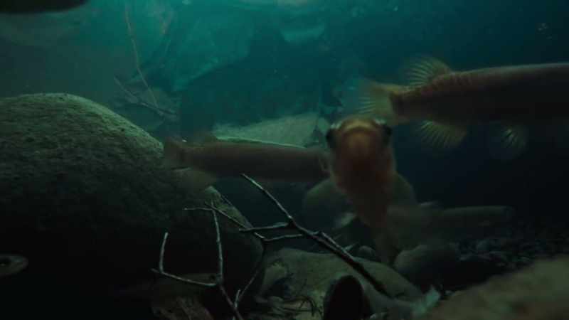 They are so primitive, they don't even have scales
