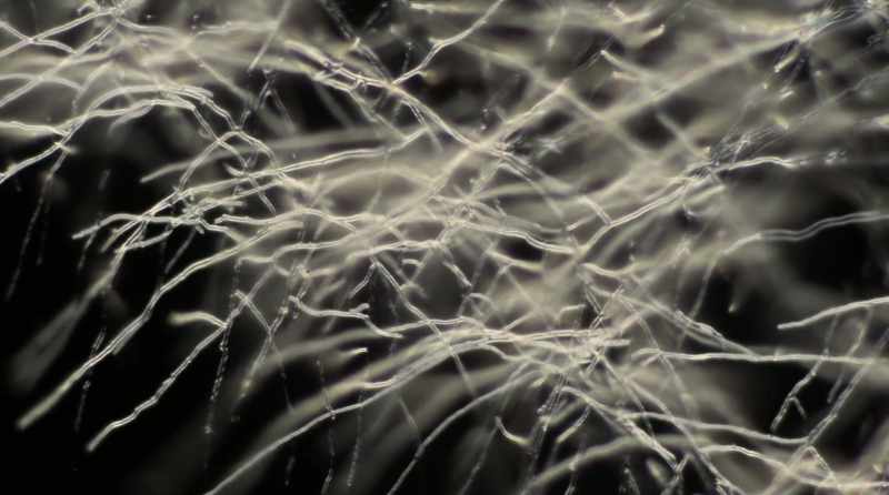 They are self-learning and network-based organisms