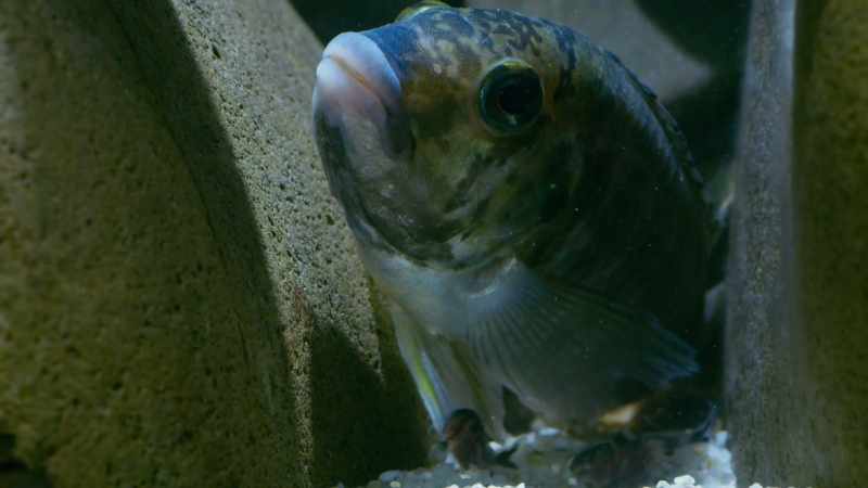 They are truly cuckoos among fish!