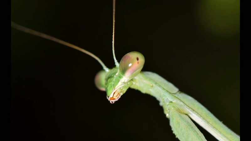 They are ugly-looking insects