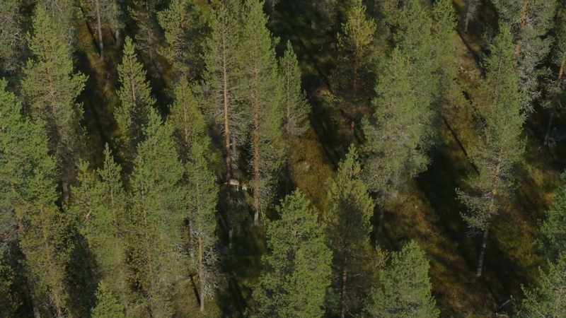 They are well protected among the trees