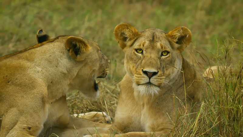 They aren't the only lions drawn to the remains