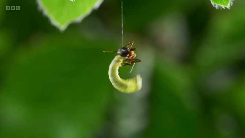 They attach a line of silk to a leaf or stalk