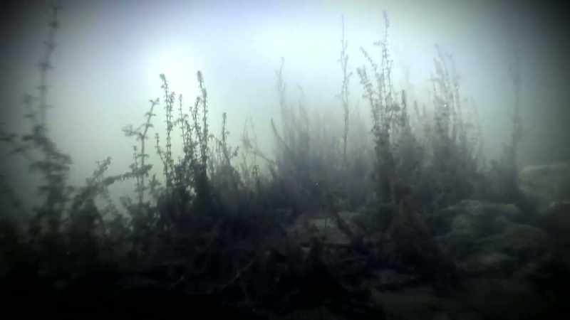 THEY BELIEVE A MYSTERIOUS CREATURE