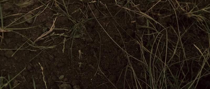 They bury food let it rot'