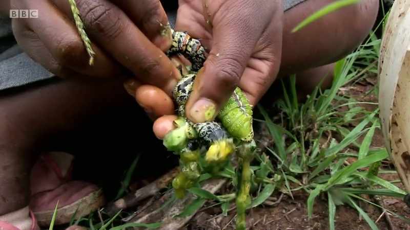 They can become a sustainable source of food