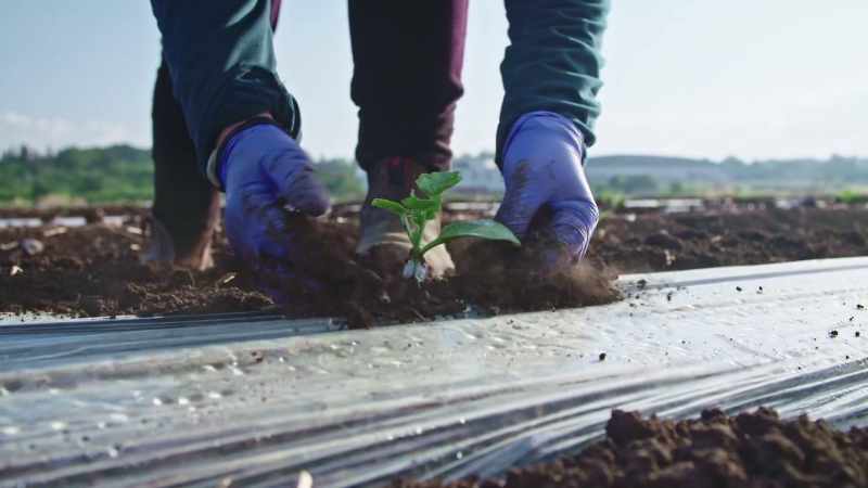 They can create more plants, which could then create