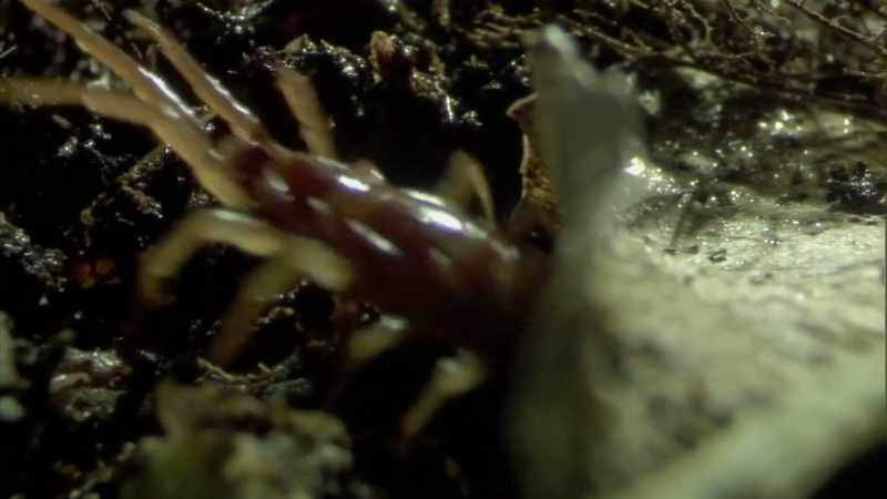 They can grow 25 centimetres long