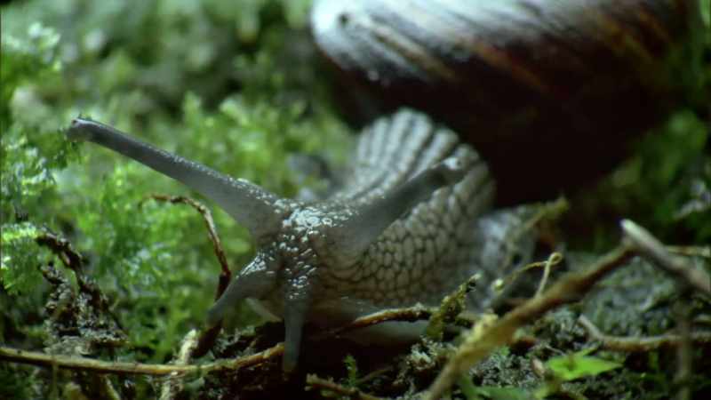 They can grow 90 millimetres across