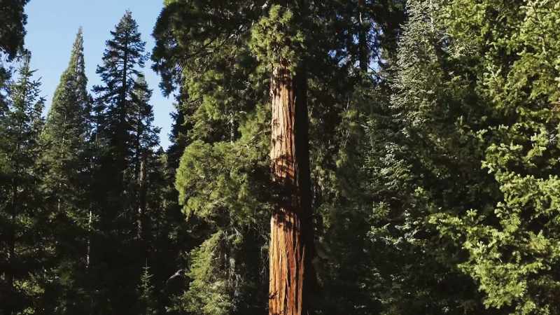 They can grow to almost 100 metres tall