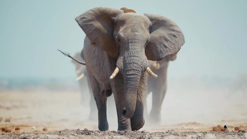 They can walk for 50 miles