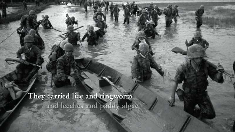 They carried lice and ringworm