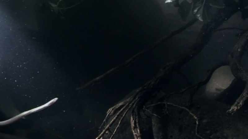 They come into freshwater