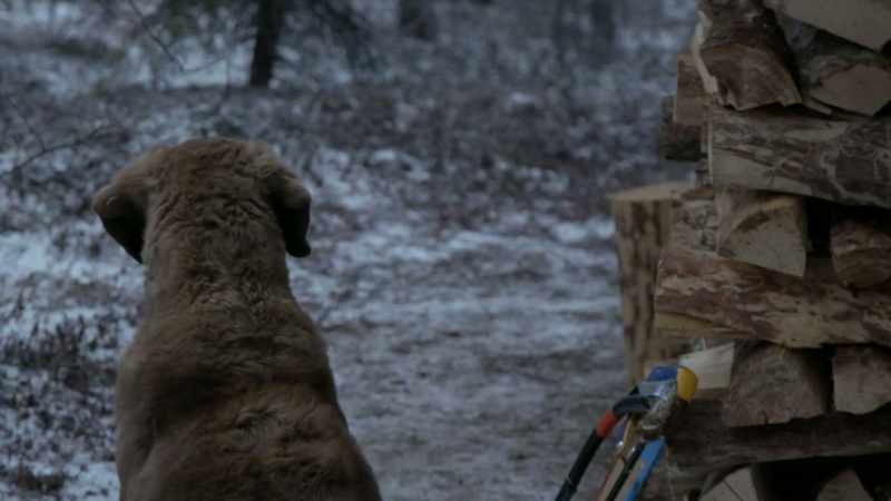 They come out here, and they come around the camp