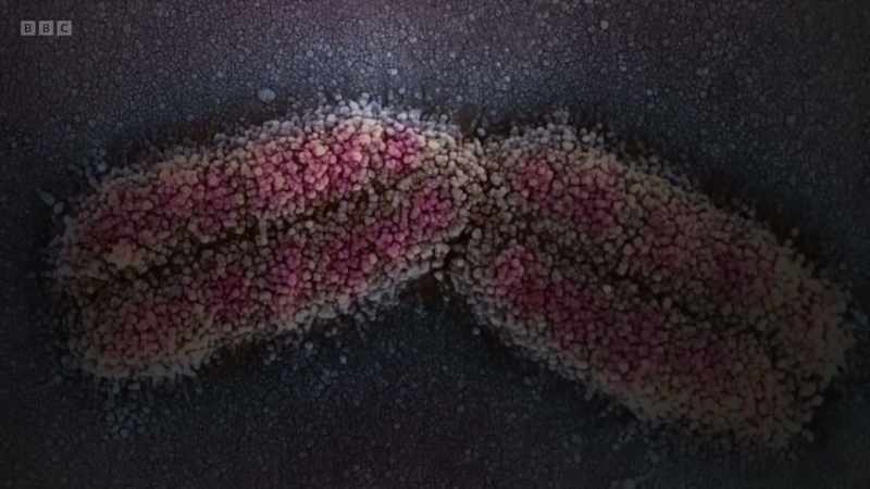 They could see and begin to understand how genetics worked