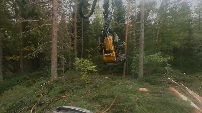 They cut and strip trees in seconds