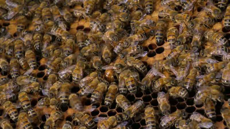 They decide it's time to leave the mother hive