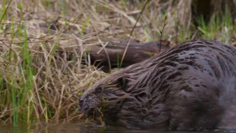 They depend on Finland's taiga forest