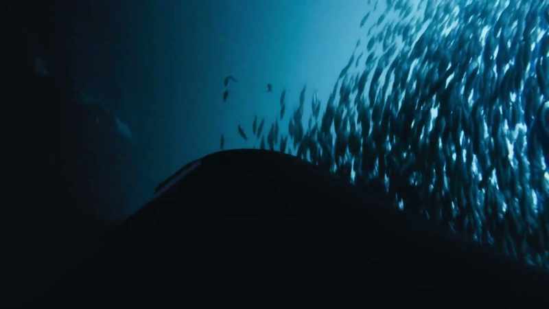 They dive below the ball of fish