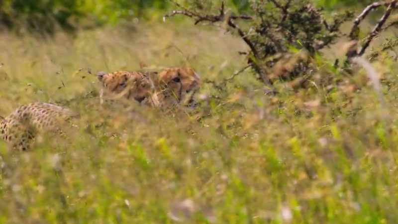 They dominate a territory of 450 square kilometers