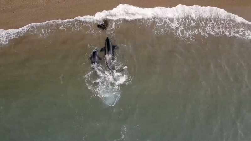 ''They don't eat seaweed; they use it to practice.''