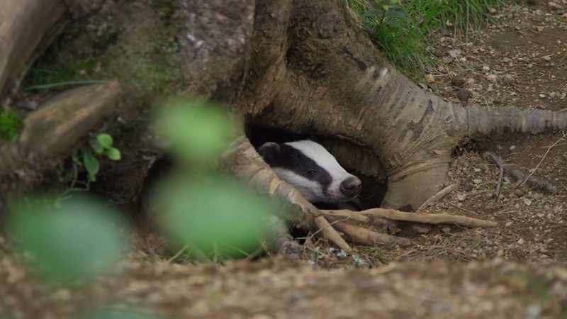 They don't hibernate, but as autumn rolls on