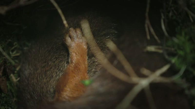 'They don't hibernate through winter
