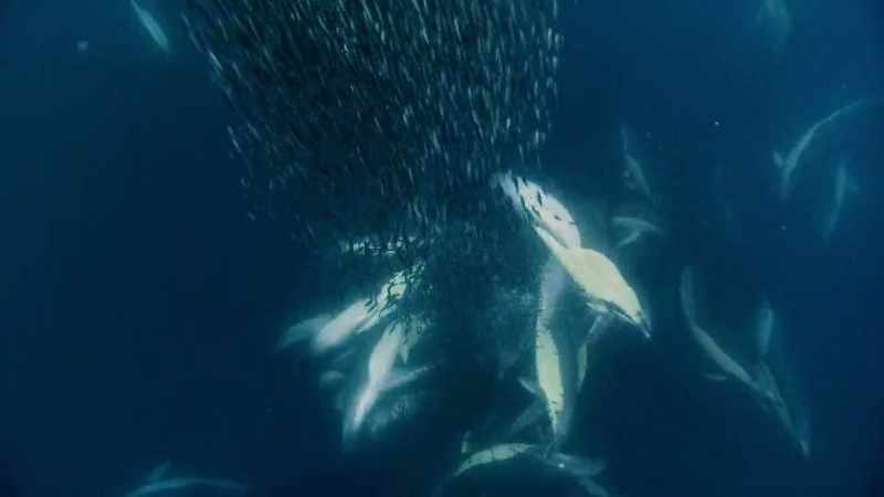 They drive the mackerel towards the surface