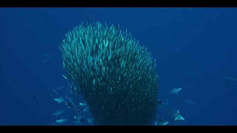 They drive the smaller fish up