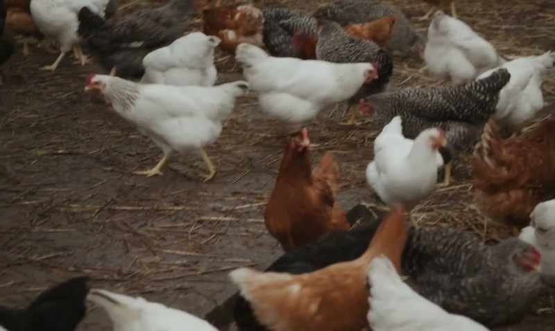 They eat less, lay less, have convulsions