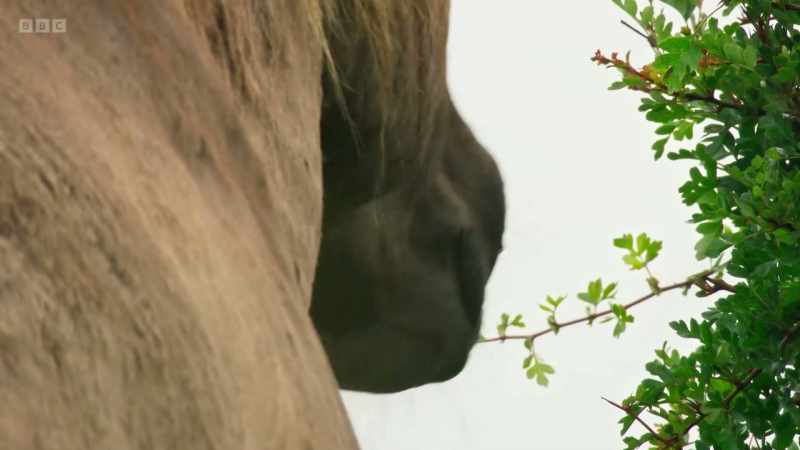 They eat young trees