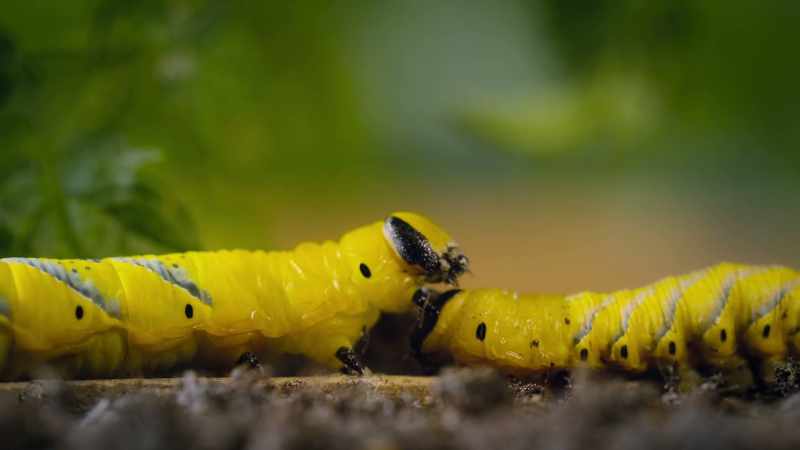 they eat