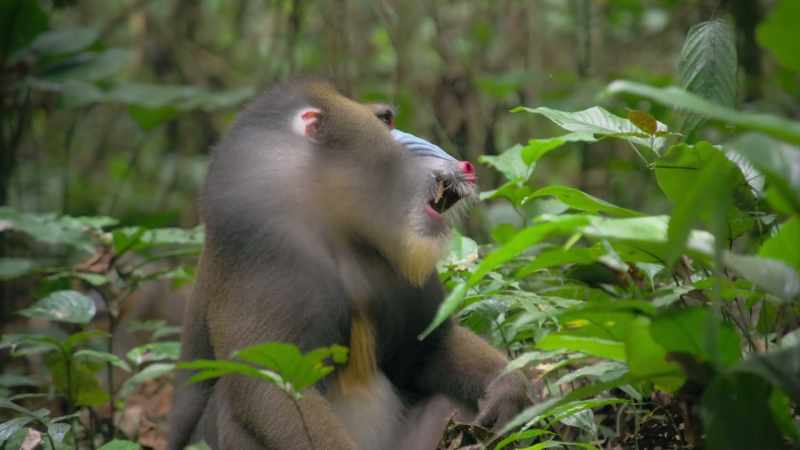 They emphasise their ferocity by gestures