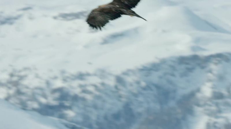 They endure the alpine winter by using the brutal conditions